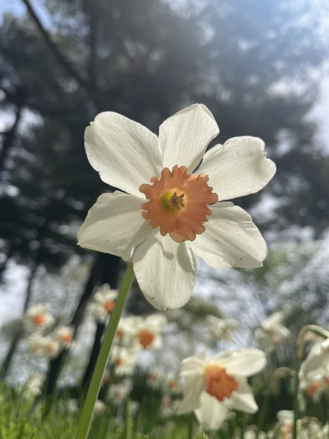 水仙